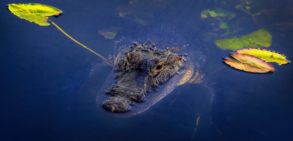 Everglades National Park, Florida, USA